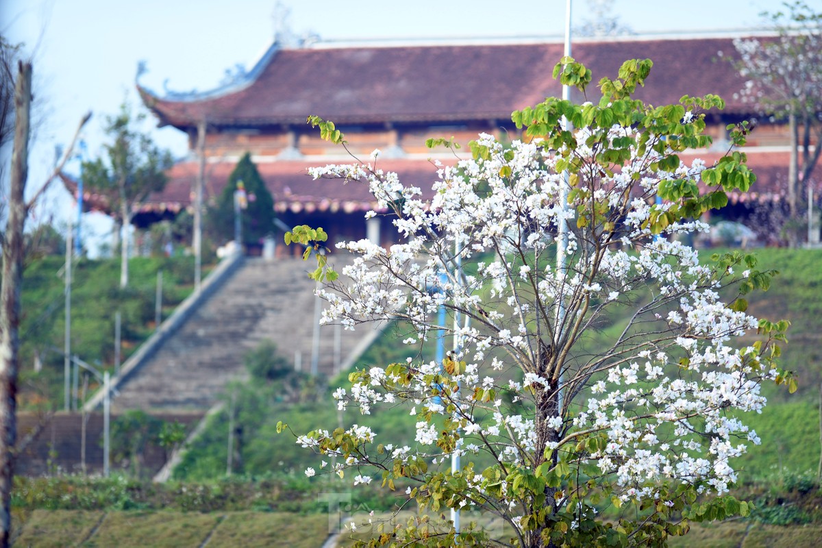 Những cây ban đua nhau khoe sắc, tạo nên không gian lãng mạn, thu hút du khách gần xa đến chiêm ngưỡng và chụp ảnh check-in.